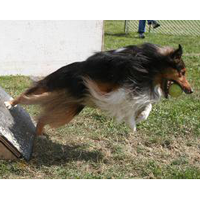 Seeker - Pawcific Storm