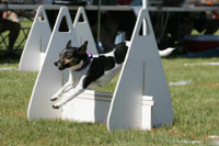 Hannah, Danish/Swedish Farmdog: Anna's mom