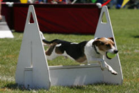 Solo, Danish/Swedish Farmdog: Anna's Father