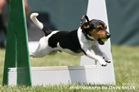 Lego, Danish/Swedish Farmdog: Anna's cousin