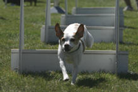 Flora, Danish/Swedish Farmdog: Anna's Grandma
