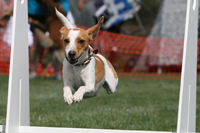 Ruby, Danish/Swedish Farmdog: Anna's Nise